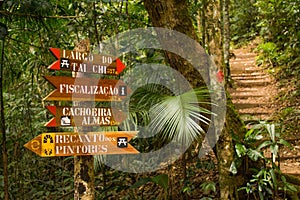 Beautiful green nature in the Atlantic Rainforest, Tijuca Forest National Park