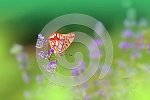 Beautiful Green Nature Background.Butterfly Fantasy Design.Artistic Abstract Flowers.Art Photography.Spring,summer,creative.Magic.