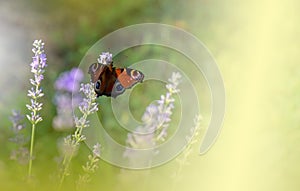 Beautiful Green Nature Background.Butterfly in Lavender Field.Colorful Macro Photography.Abstract Photo.Beauty in Nature.Flower.