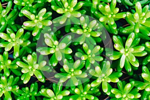 Beautiful green nature pattern texture of small bananas succulent plant in flower pots. Still life overhead shot of many bananas