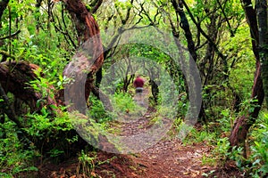 Laurissilva hike Madeira photo