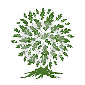 Beautiful green oak tree silhouette isolated on white background.