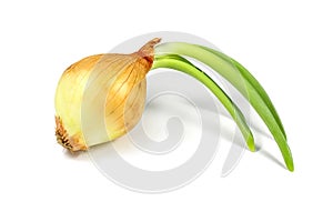 Beautiful green onion isolated on white background with clipping path