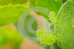 Beautiful green Opuntia cochenillifera cactus with spike texture, a species of cactus in the subfamily Opuntioideae.