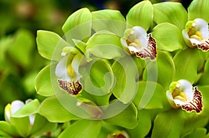 Beautiful Green Orchids