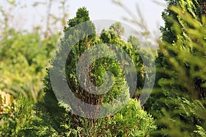 Beautiful Green Oriental Arbor-vitae Plants With Background