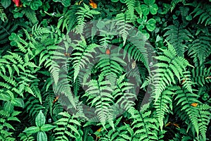 Green ostrich fern leaves foliage on black background in tropical forest, leaf pattern background