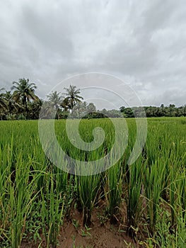 Beautiful green paddy field with nature