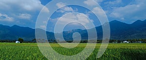 Beautiful green paddy field and western ghats mountain range, Tenkasi, Tamil Nadu