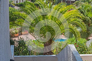Beautiful green palm photo