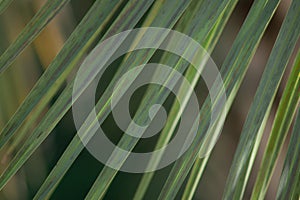 Beautiful green palm leaf close-up growing outdoors. Soft and blur conception
