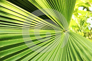 Beautiful green palm leaf close-up growing outdoors. Soft and blur conception.