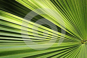 Beautiful green palm leaf close-up growing outdoors. Soft and blur conception.