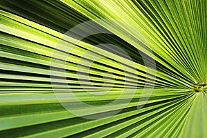 Beautiful green palm leaf close-up growing outdoors. Soft and blur conception