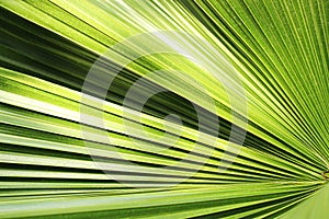 Beautiful green palm leaf close-up growing outdoors. Soft and blur conception