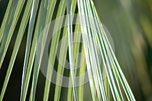 Beautiful green palm leaf close-up growing outdoors. Soft and blur conception