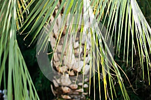 Beautiful green palm leaf close-up growing outdoors. Soft and blur conception