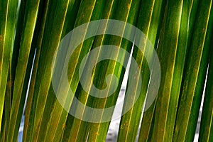 Beautiful green palm leaf closeup. Bright background. Coconut palm leaves on a warm summer day against the blue sky.