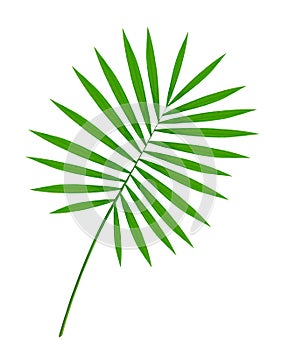Beautiful green palm leaf isolated on white