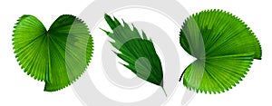 Beautiful green palm leaf isolated on white background with for design elements