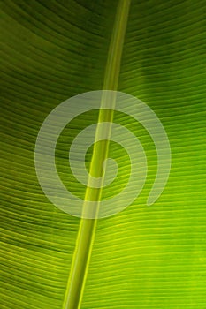 beautiful green palm leaf nature background image