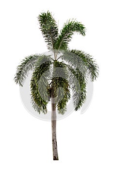 Beautiful green palm tree isolated on white background