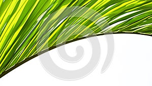 Beautiful green palm tree leaf in details white background