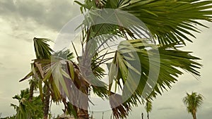 Beautiful green palm tree tops under storm clouds in tropical paradise. Exotic trees branches close-up in rural area in