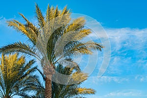 Beautiful green palm trees against the blue sunny sky with light clouds background. Tropical wind blow the palm leaves.