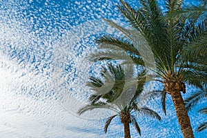 Beautiful green palm trees against the blue sunny sky with light clouds background. Tropical wind blow the palm leaves.