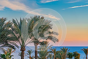 Beautiful green palm trees against the sunset sky with light clouds and blue sea. Tropical idilic evening scene