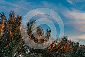 Beautiful green palm trees against the sunset sky with light clouds and blue sea. Tropical idilic evening scene