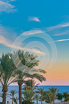 Beautiful green palm trees against the sunset sky with light clouds and blue sea. Tropical idilic evening scene