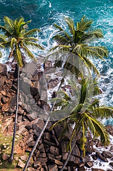 Beautiful green palm trees with coconuts on the shores of the Indian Ocean. View from the lighthouse in Dondra. White foam from