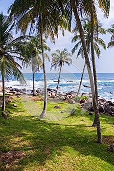 Beautiful green palm trees with coconuts on the shores of the Indian Ocean. View from the lighthouse in Dondra. White foam from