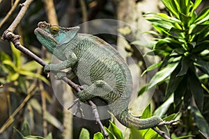 Beautiful green panther chameleon on a tree branch, saurian, wildlife, nature photo
