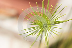 Beautiful green Papyrus plants