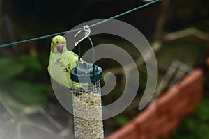 A beautiful green parakeet on a bird feeder