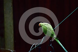 A beautiful green parakeet on a clothes line