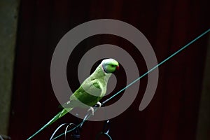 A beautiful green parakeet on a clothes line