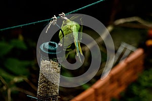 A parakeet eating some nuts