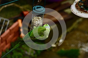 A parakeet feeding on some nuts