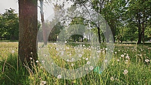 Beautiful green park with lots of green trees and white dandelions in the rays of sunlight. Summer. Recreation.