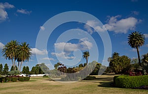 Beautiful green parklands with palm trees against clouds blue sky at the centennial park, Sydney, Australia.