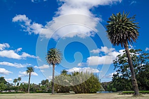 Beautiful green parklands with palm trees against clouds blue sky at the centennial park, Sydney, Australia.