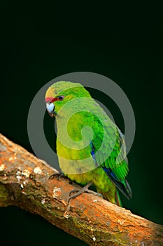 Beautiful green parrot Amazona bird in the forest habitat, sitting on the tree with green leaves, hidden in the forest, Costa Rica