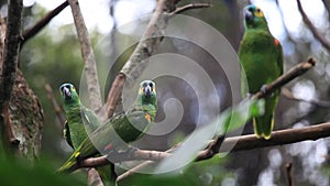 Beautiful green parrot birds on tree branch in bird park, Foz do Iguacu