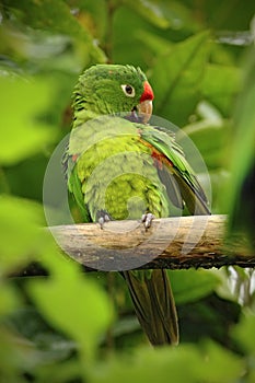Beautiful green parrot Finsch's parakeet, Aratinga finschi, bird in the forest habitat photo
