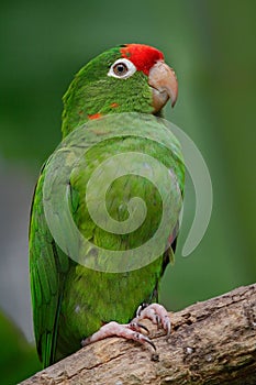 Beautiful green parrot Finsch's parakeet, Aratinga finschi, Costa Rica