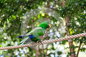 Beautiful green parrot in HARTLEY’S CROCODILE ADVENTURES
